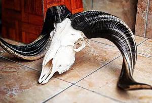 Crâne artisanal de taureau et de bélier avec cornes majestueuses Décoration murale et culturelle contemporaine - Product Image 2