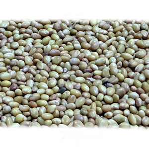 Trébol de Berseem | Rendimiento de alto rendimiento en cultivo - Product Image 1