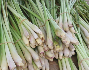 LEMONGRASS Séchées et Fraîches Top Produits de l'Agriculture pour les Épices Best Seller du Vietnam - Product Image 4