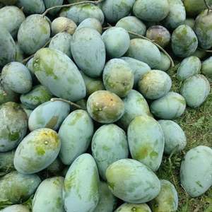 Mangues fraîches de qualité supérieure, mangues vertes de haute qualité du Vietnam, meilleur prix pour l'exportation en vrac - Product Image 3