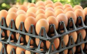 Plateau à œufs en plastique Apex 123, capacité de 20 œufs, réutilisable, durable, stockage, matériau PP de 4 mm d'épaisseur, emballage commercial pour œufs, 280 mm - Product Image 5