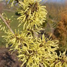 น้ำมันฮาเซลไฮโดรโซลที่ผ่านการรับรองจากธรรมชาติ100% สำหรับน้ำมันหอมระเหย - Product Image 6