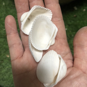 <b>DECORATIVE</b> SEA SHELLS | PERFECT FOR <b>AQUARIUM</b>, CANDLE, AND RESIN ART - Product Image 5