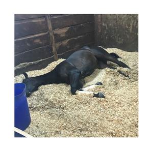 Virutas de Madera 100% Naturales de Calidad / Cama para Animales de Granja de Primera Calidad al por Mayor - Product Image 3