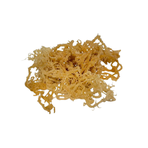 VIET DELTA 2025 Venta caliente Musgo de mar seco (Seamoss) Alta calidad estándar Sazonado Exportación Hierba marina en embalaje de bolsa - Product Image 5