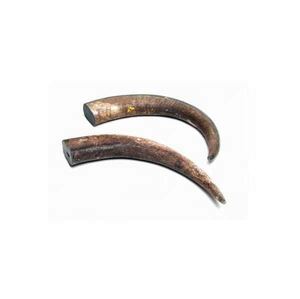 Par de cuerno de búfalo de alta calidad para arte de pared de estilo Animal decorativo para puerta de Montaña de la India - Product Image 6