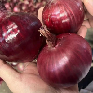 NEW crop 100 mm Fresh Golden yellow and <b>Red</b> Onion SUPER Quality VERY COMPETITIVE Prices - Product Image 1