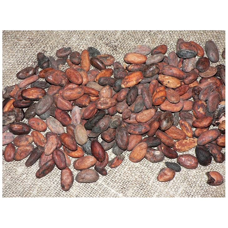 Good Quality Dried Grade A Cocoa Beans cocoa powder cocoa butter/ Cacao/ Chocolate Bean