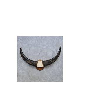 งานฝีมือตกแต่งจากเขาควายโบราณ คู่ พร้อมฐานไม้สไตล์โมเดิร์น สำหรับตกแต่งผนัง - Product Image 4