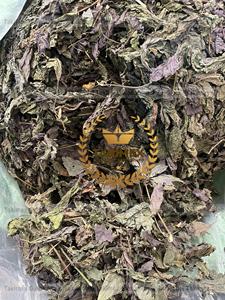 ใบงาแห้งสำหรับชงชาสมุนไพร - Product Image 3