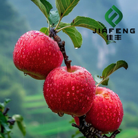Fournisseur de fruits de première qualité, pommes fraîches de qualité supérieure, destinées à l'exportation