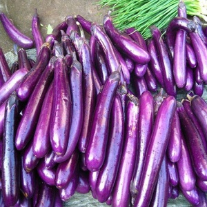 AUBERGINE CONGELÉE-Une catégorie de légumes du Vietnam-Couper en tranches, morceaux ou entier-Prix pas cher pour votre repas - Product Image 4