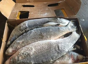 Pescado de salmonete gris congelado de alta calidad Venta caliente F102 eviscerado 500G + - Product Image 6