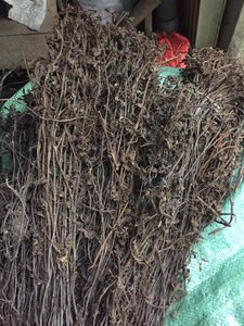 LEADING EXPORT PRODUCT <b>GRASS</b> JELLY FROM VIETNAMESE SUPPLIER - Product Image 5