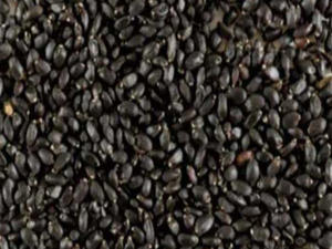 Semillas de albahaca natural pura a precio de fábrica para bajar de peso-Origen de Vietnam 100% - Product Image 3