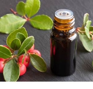 Huile essentielle de Wintergreen en vrac de haute qualité extrait de plantes indiennes pures cultivées sauvages emballées dans des bouteilles bidons de tambours - Product Image 5