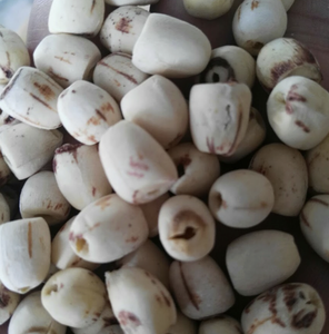 Granos de loto blanco seco de Vietnam Ingrediente alimenticio natural para recetas tradicionales y preparación de comidas - Product Image 3