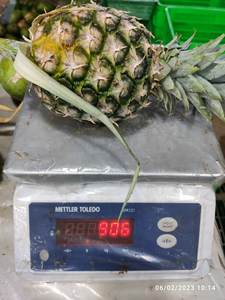 Ananas frescas de grado A, frutas con hojas verdes, venta al por mayor, piña, fruta fresca, Ananas comosus, frescas, de alta calidad - Product Image 4