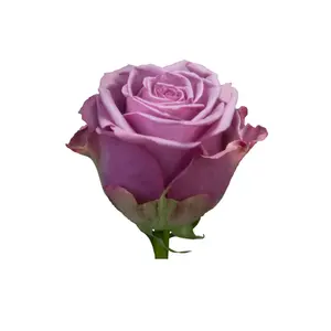 Số lượng lớn Cổ Phiếu có sẵn của ecuadorian Rose tươi mát tự nhiên nước thân cây dài hoa cho đám cưới