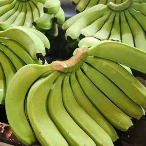 Plátanos Frescos, Cartón de 13 kg, Suministro Confiable, Fruta Tropical de Plantación para Venta al por Mayor desde Vietnam por 99 Gold Data - Product Image 1