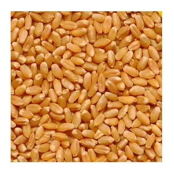 Vente en gros de grains de blé entier séchés biologiques à bas prix en vrac