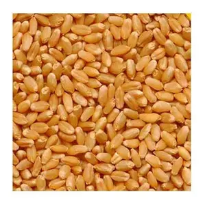 Hot Selling Wholesale Cheap Price Organic Dried Whole Wheat Grains in Bulk