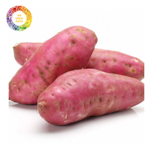 PATATA BONITA MORADA CONGELADA Y VAPORADA DE VIETNAM EMBALAJE A GRANEL PARA EXPORTACIÓN - Product Image 3