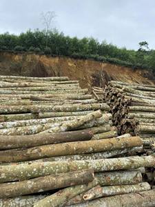 Ready <b>for</b> Export Large Quantity of Wooden Piles <b>for</b> <b>Garden</b> Decoration - Product Image 5