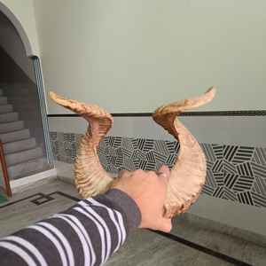 Paire de cornes de bélier courbées naturelles pour montage mural et décoration intérieure, cornes de mouton naturelles pour la décoration de châteaux de chasse, de cabanes et de fermes - Product Image 1