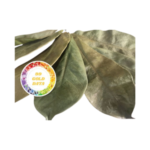 ใบมะขามป้อมแห้ง/ผงกราเวียโลล่า ขายส่งจากเวียดนาม ราคาดี คุณภาพสูง - Product Image 1