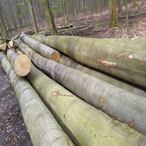 Premium Kiln Dried European Beech Round Timber | KD Hardwood Lumber A/B Grade 50cm+ Diameter 6m+ Length Whitish-yellow to Cream - Product Image 2