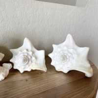 Grandes coquilles de conque royales, collection océanique, grande taille, coquilles de mer naturelles vides du Vietnam, plage côtière