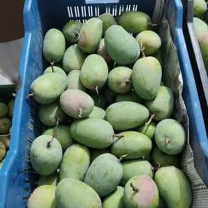 Mangues fraîches de qualité supérieure, mangues vertes de haute qualité du Vietnam, meilleur prix pour l'exportation en vrac - Product Image 5