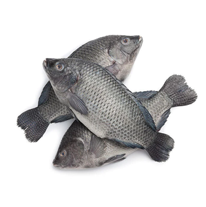 Tilapia Negra Congelada - Compra al por Mayor de Tilapia Negra para Procesamiento de Alimentos - Product Image 1