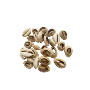 Material artesanal de concha Cowrie suministrado por el fabricante de Vietnam 99 DATOS DE ORO para proyectos de arte con concha Cowrie - Product Image 1