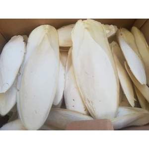 Cuttlebone disponible en cantidad a granel para compradores serios - Product Image 2