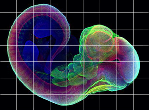 BestScope BCF296共焦点顕微鏡 | 25mm FOV高解像度 | 生命科学研究のための4チャンネル蛍光イメージング - Product Image 5