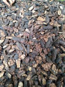 ผลไม้ noni แห้งบรรจุเป็นกลุ่มแพ็คสูญญากาศผลไม้ซอยแห้งรูปร่างต่างๆสำหรับทำชาจาก99 GD ด้วยราคาที่ดีที่สุด - Product Image 3