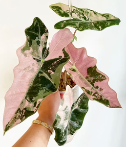 Plante rare Alocasia Pseudo Sanderiana rose variegée en culture tissulaire - 3-5 cm, cultivée en laboratoire, feuillage de collection - Product Image 1