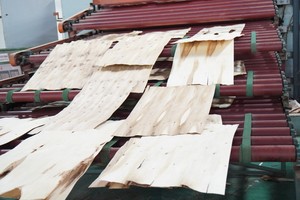 Precio de fábrica Ecológico 1220X2440X12/18/21mm Contrachapado con película de melamina Reutilizable 10 veces Núcleo de goma para construcción de villas - Product Image 4