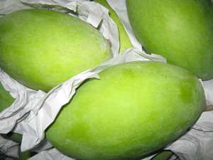 Various Types <b>Fresh</b> <b>mango</b> to Export From Vietnam <b>Fresh</b> <b>mango</b> - Product Image 6