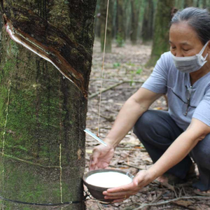 HA Latex 60% DRC-Líquido de caucho vietnamita para uso industrial - Product Image 6