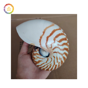 Exportador de conchas Nautilus pulidas | Impresionantes conchas blancas y plateadas para decoración, joyería y exhibición de regalos - Product Image 3
