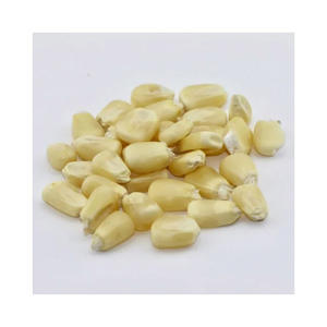 Maíz Blanco de Alta Calidad para Exportación y Pedidos al por Mayor - Product Image 1