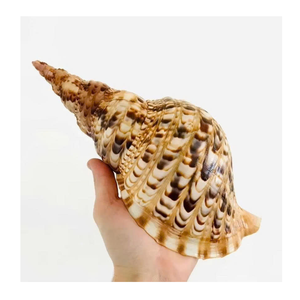 Trompeta Triton Shell para diseño y exhibición de tema marino del exportador de Vietnam 99 Gold Data Trompeta Triton Shell - Product Image 1