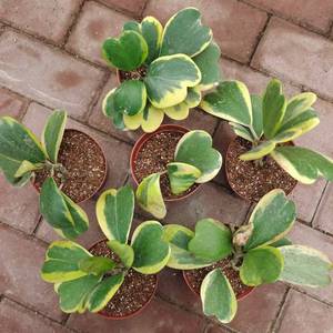 <span class=keywords><strong>Pianta</strong></span> <span class=keywords><strong>Succulenta</strong></span> Hoya Kerrii Variegata a Forma di Cuore in Vaso da 9cm per Decorazione d'Interni - Product Image 4