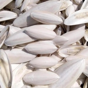 Vente en gros au prix le moins cher os de seiche de haute qualité os de seiche pour la nourriture des oiseaux du Vietnam - Product Image 5
