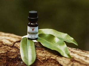 Huile essentielle de Mandravasarotra 100% pure – Distillée à la vapeur, biologique, en vrac, origine Madagascar, qualité aromathérapie - Product Image 6