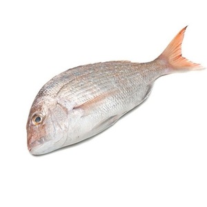Proveedor mayorista confiable de pescado snapper blanco entero congelado a precio económico - Product Image 3