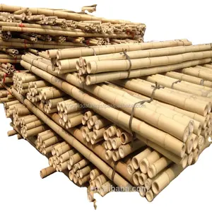 Straight Bamboo Raw Materials - High Quality Bamboo Poles For Sale